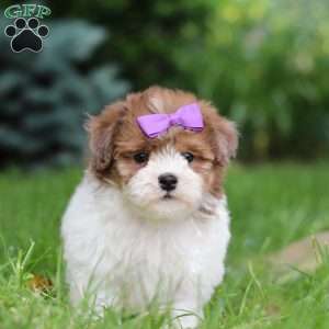Addie, Havapoo Puppy